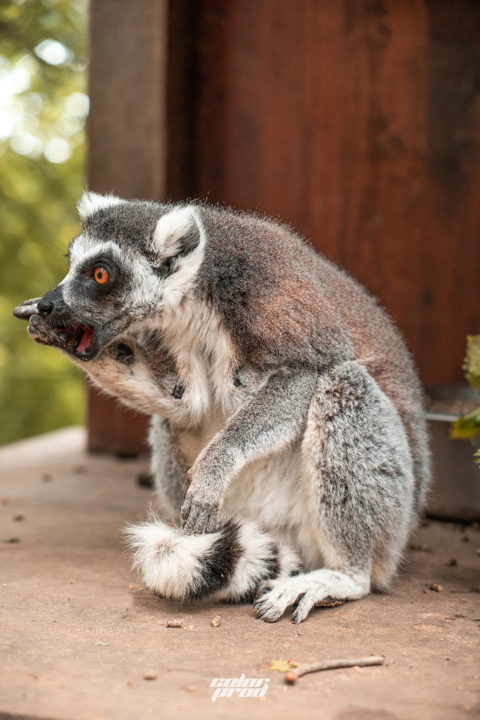 Safari de Peaugres